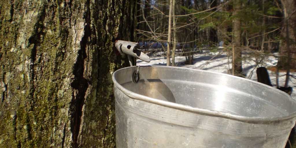 local maple syrup production in a rustic setting